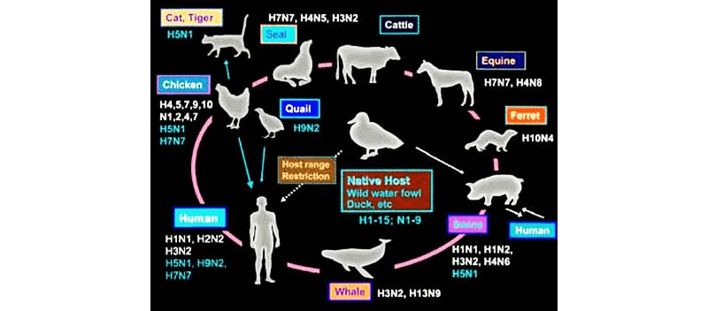 swine flue and homeopathy